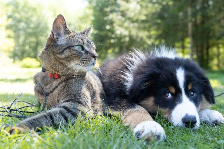 Gato y perro juntos en un cesped en bosque